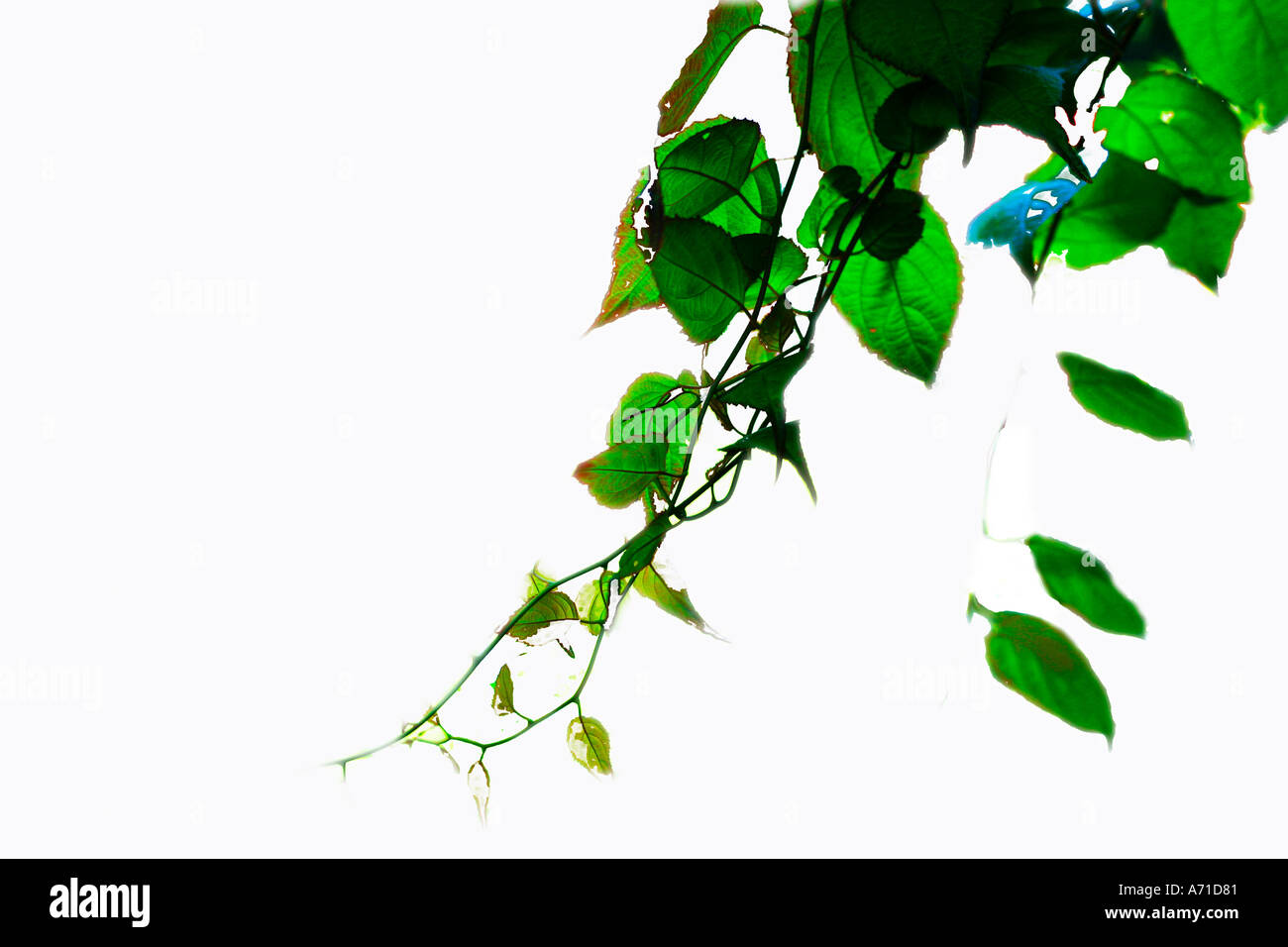 Woodbine plant hires stock photography and images Alamy