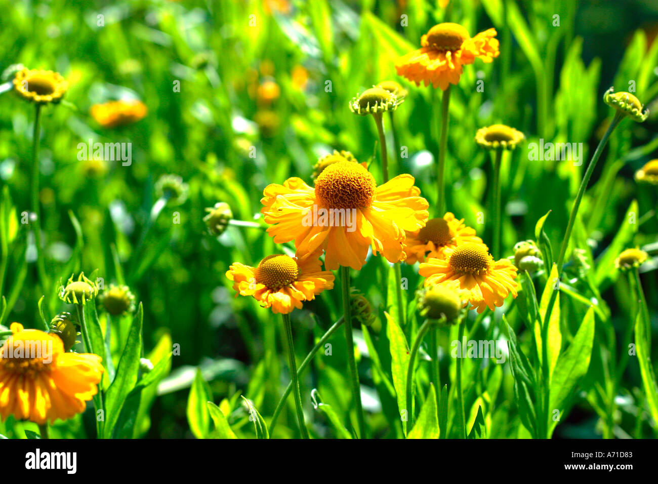 Flowering yellow sneezeweed (Helenium autmnale) Stock Photo