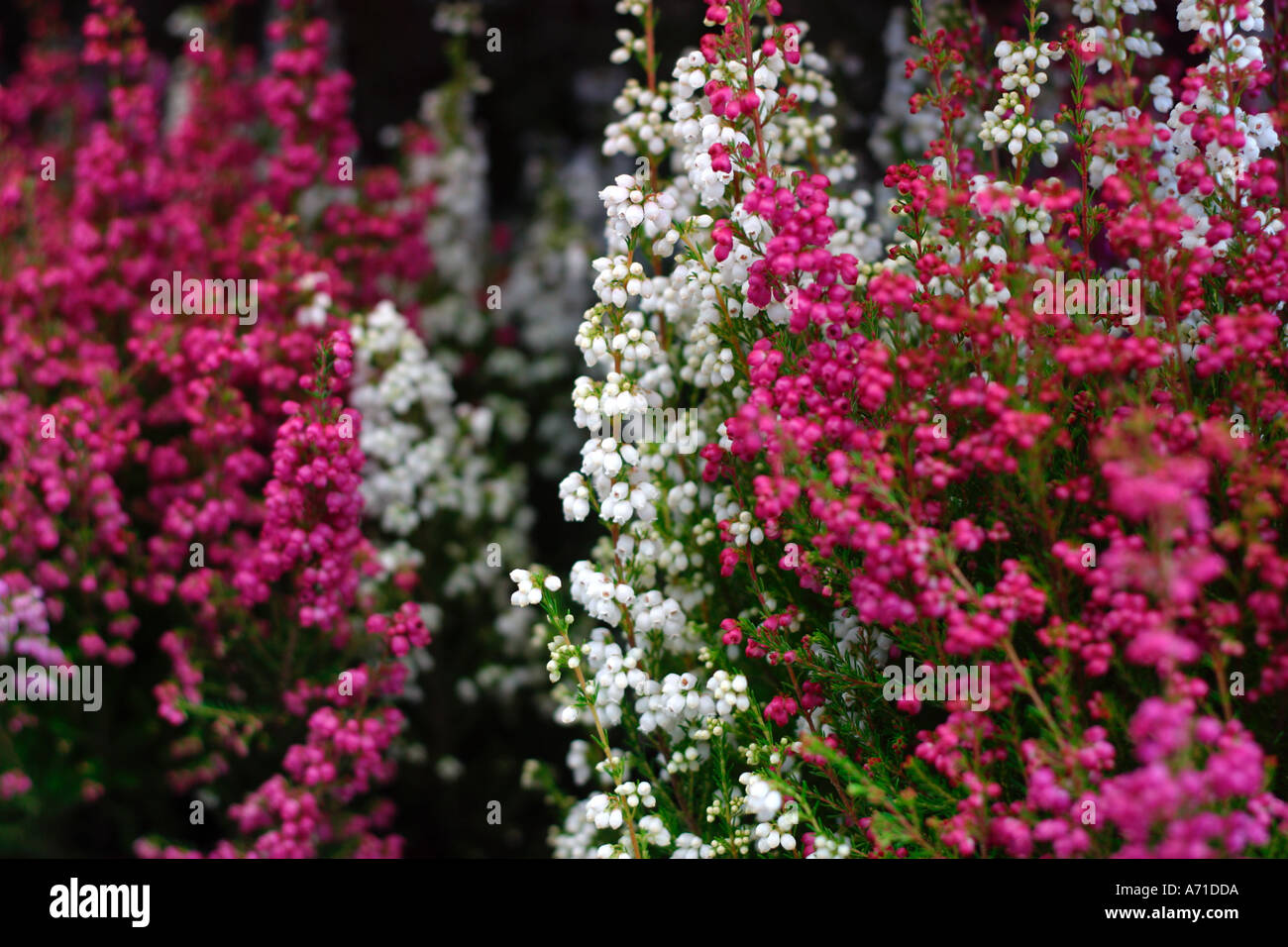 Heather in white pink and red Calluna vulgaris L Hull Stock Photo