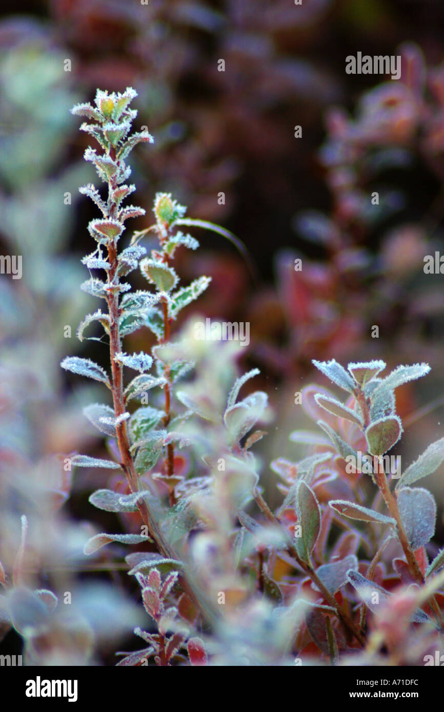 Blueberry plant in frost Stock Photo