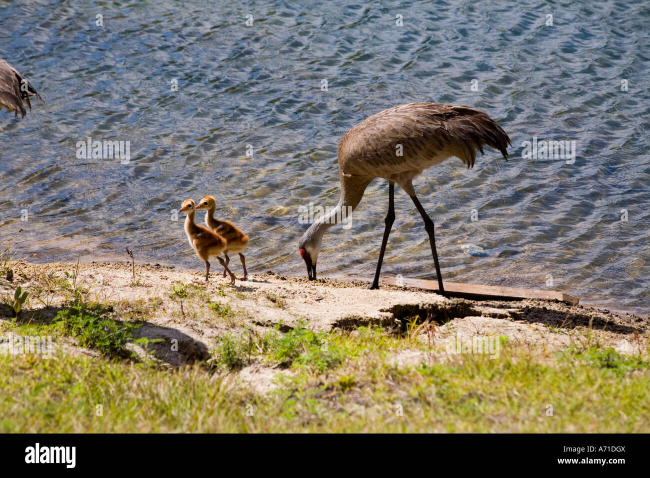 Family of Sandhill crane Grus canadensis and young baby babies birds chicks immature juvenile at pond site in Florida USA Stock Photo