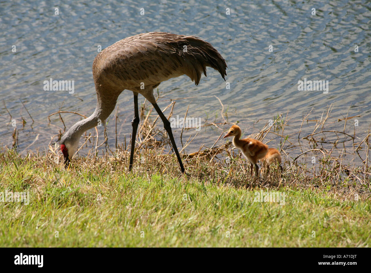 Family of Sandhill crane Grus canadensis and young baby babies birds chicks immature juvenile at pond site in Florida USA Stock Photo