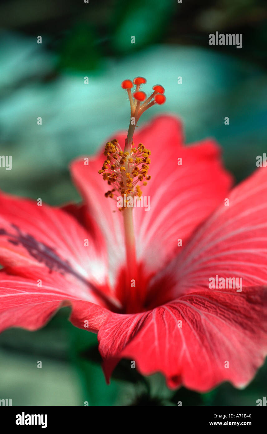 Hardy hibiscus in bloom hi-res stock photography and images - Alamy