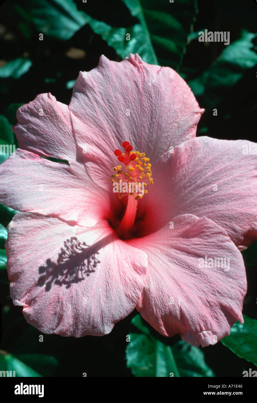 A pink Hibiscus shows all its glory in the Summer sun Stock Photo - Alamy