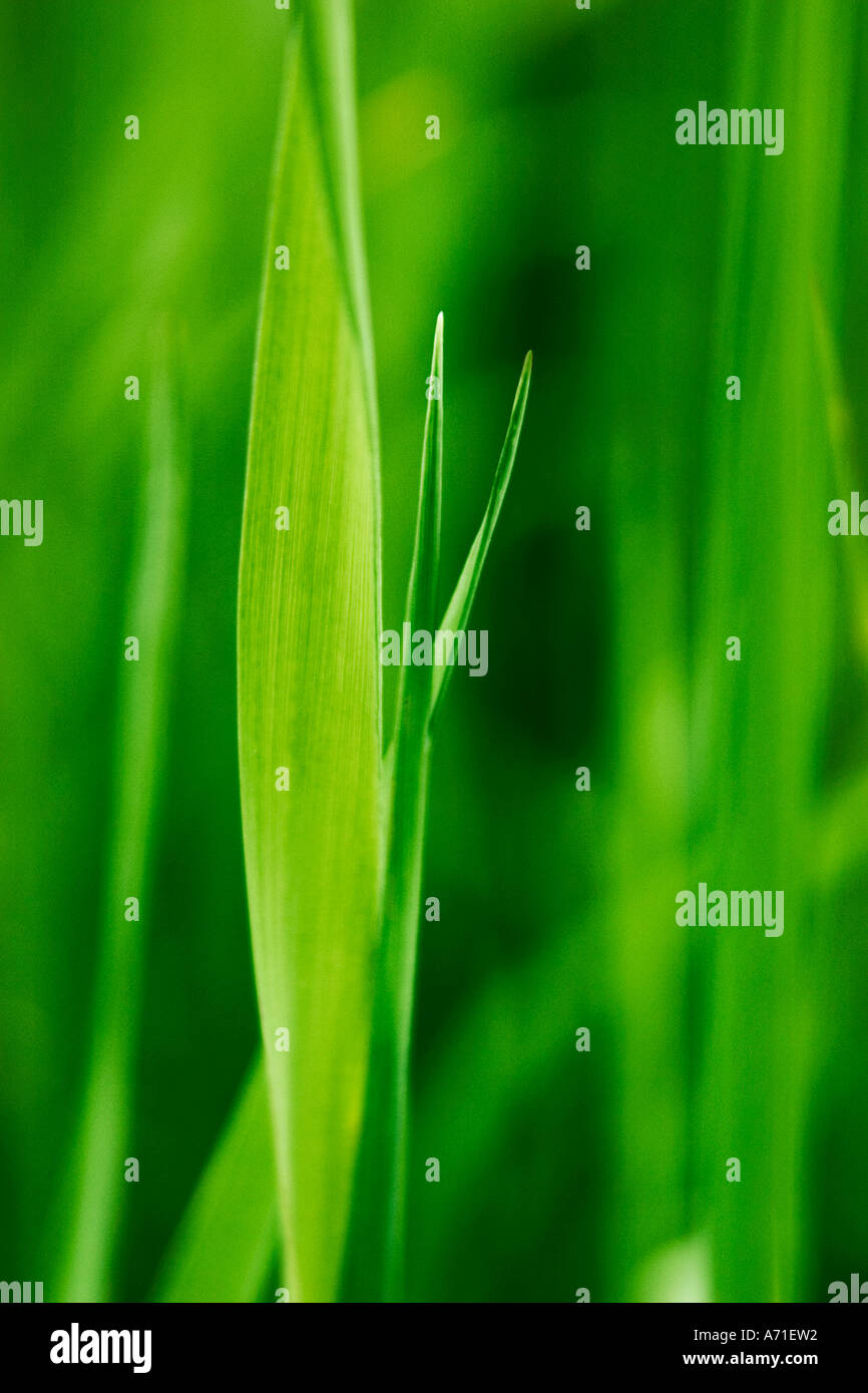 Bright close up shot hi-res stock photography and images - Alamy