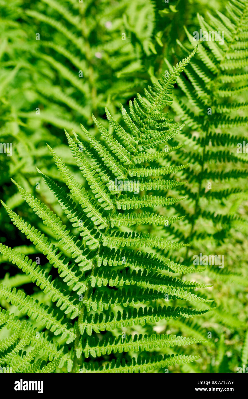 Fern like leaves hi-res stock photography and images - Alamy