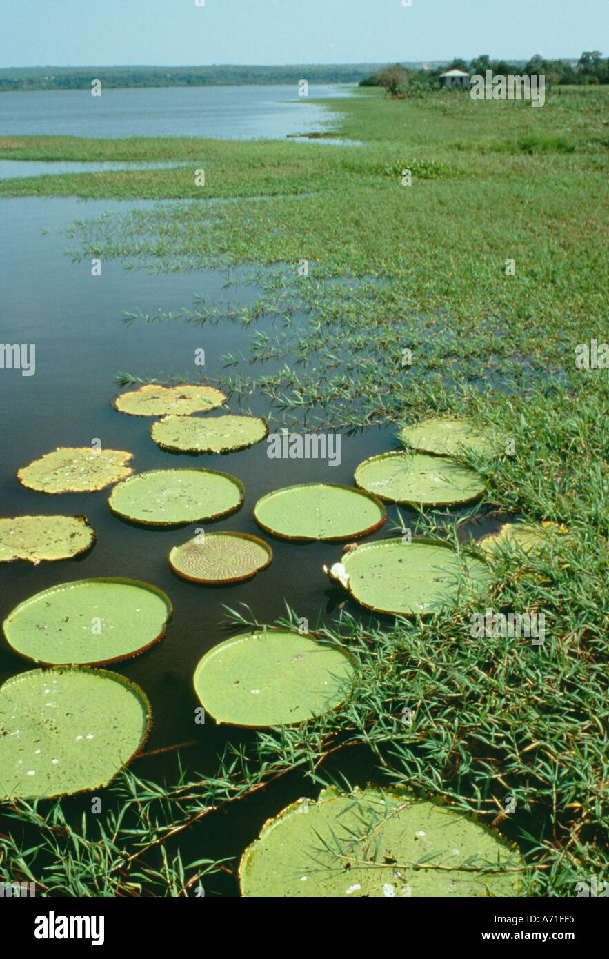 Giant water lilies growing in lakes on the lower Amazon River