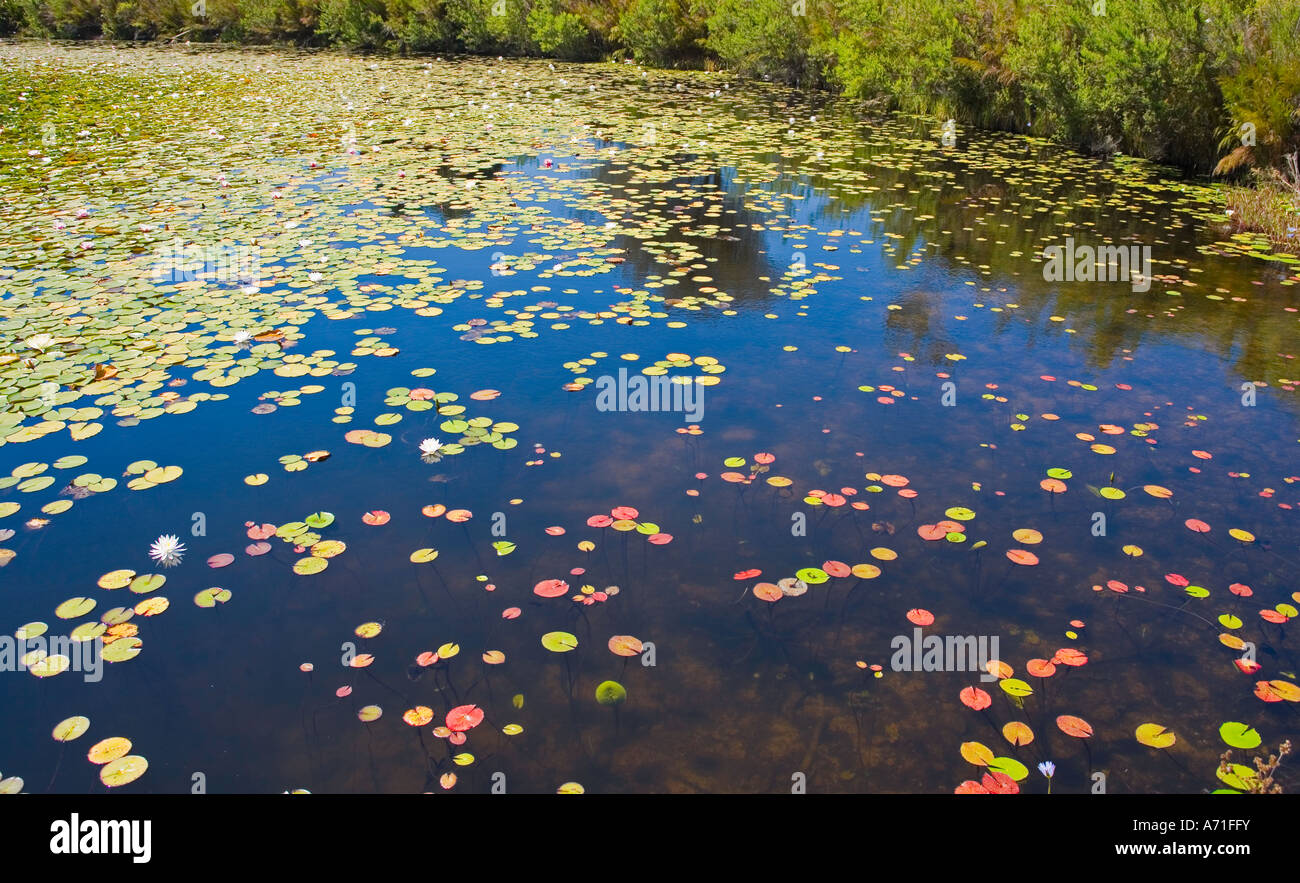 lily pond Stock Photo
