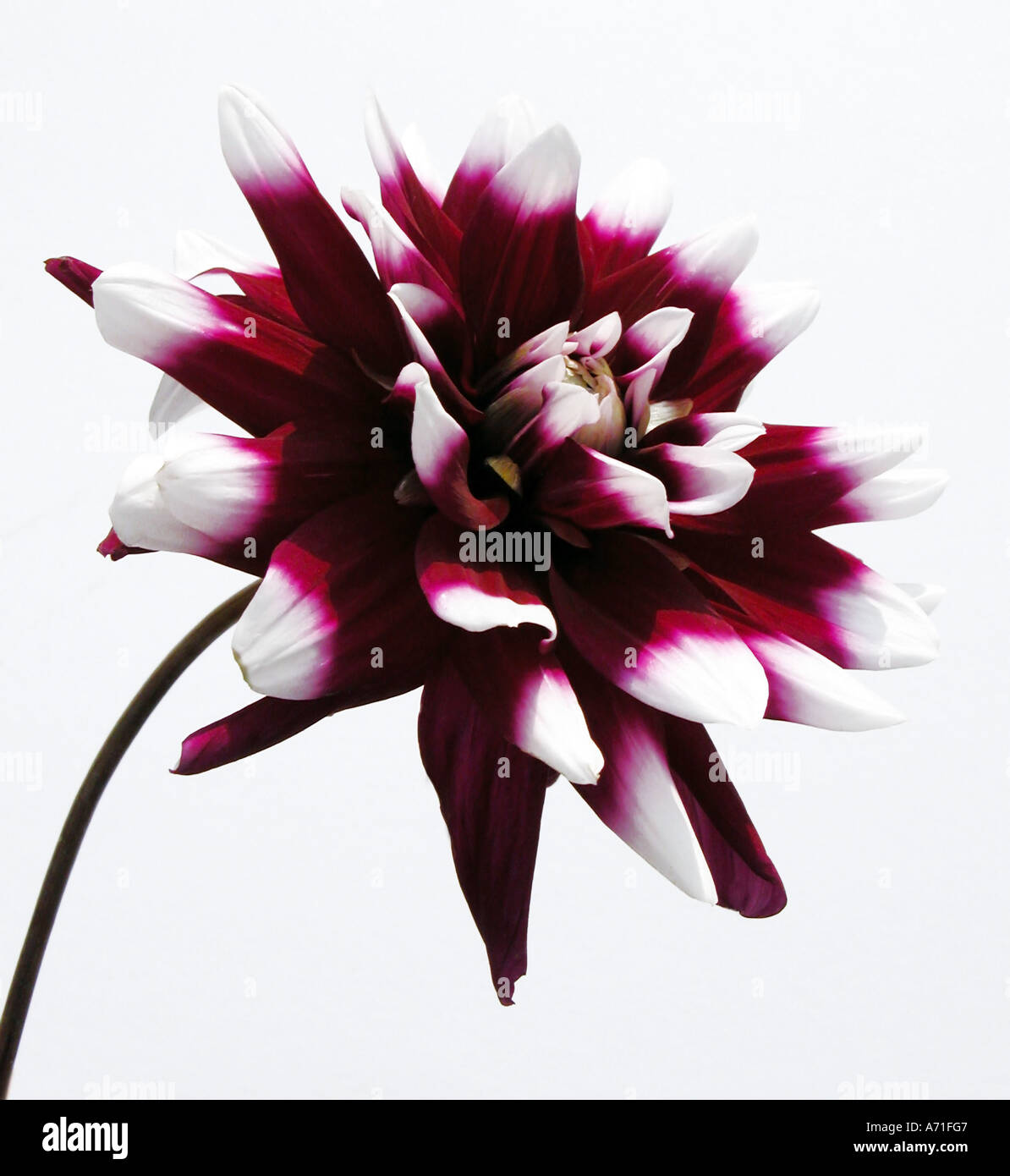 Close up of a Dahlia flower on a white background. Stock Photo