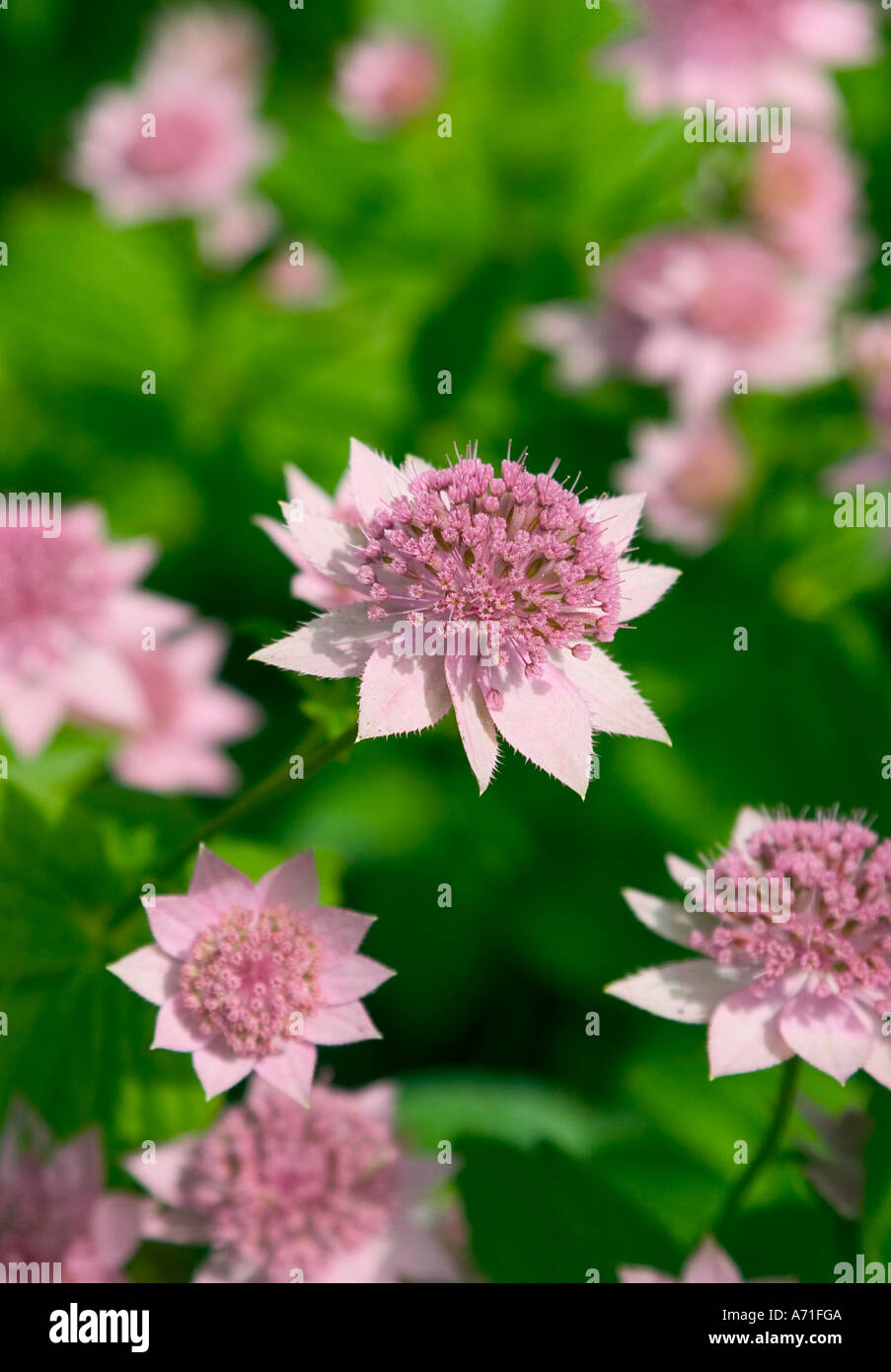 Flowering Astrantia / Masterwort shot in natural environment Stock Photo