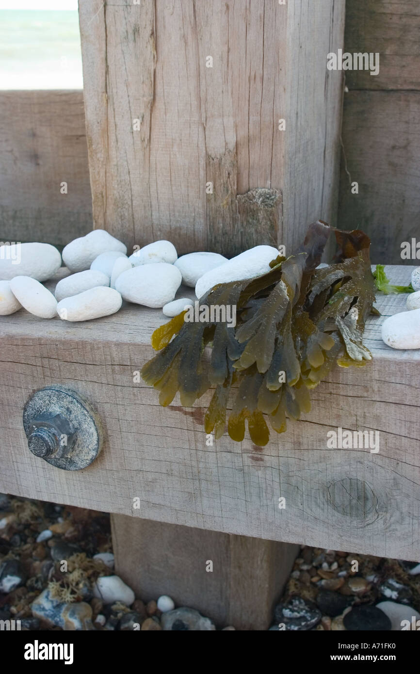 Wooden sea defence structure with gathered seaweed and white pebbles. Stock Photo