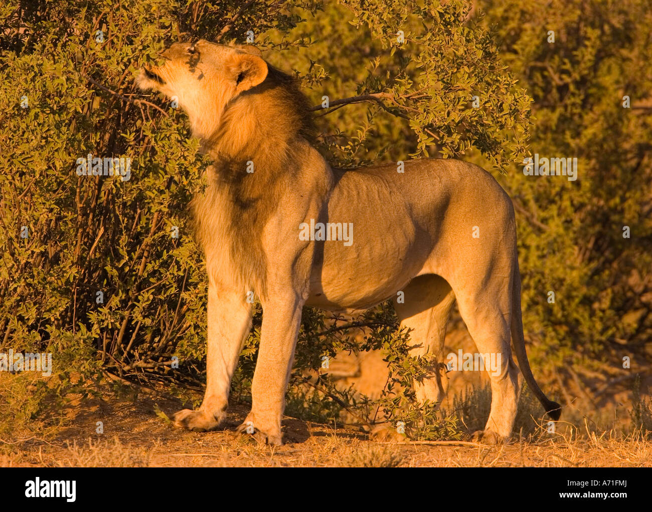 lion eating leaves Stock Photo Alamy