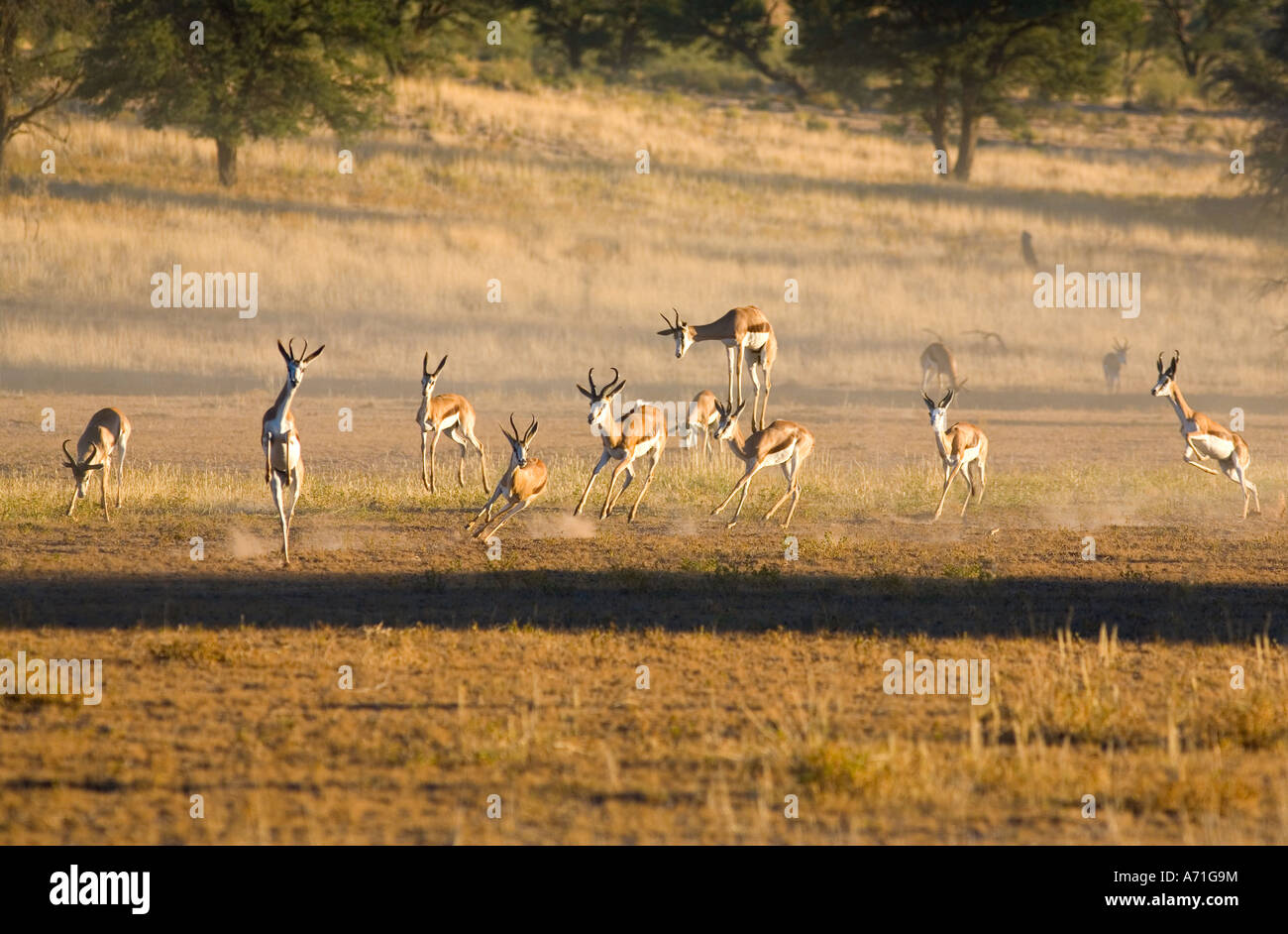 springbok group running Stock Photo Alamy
