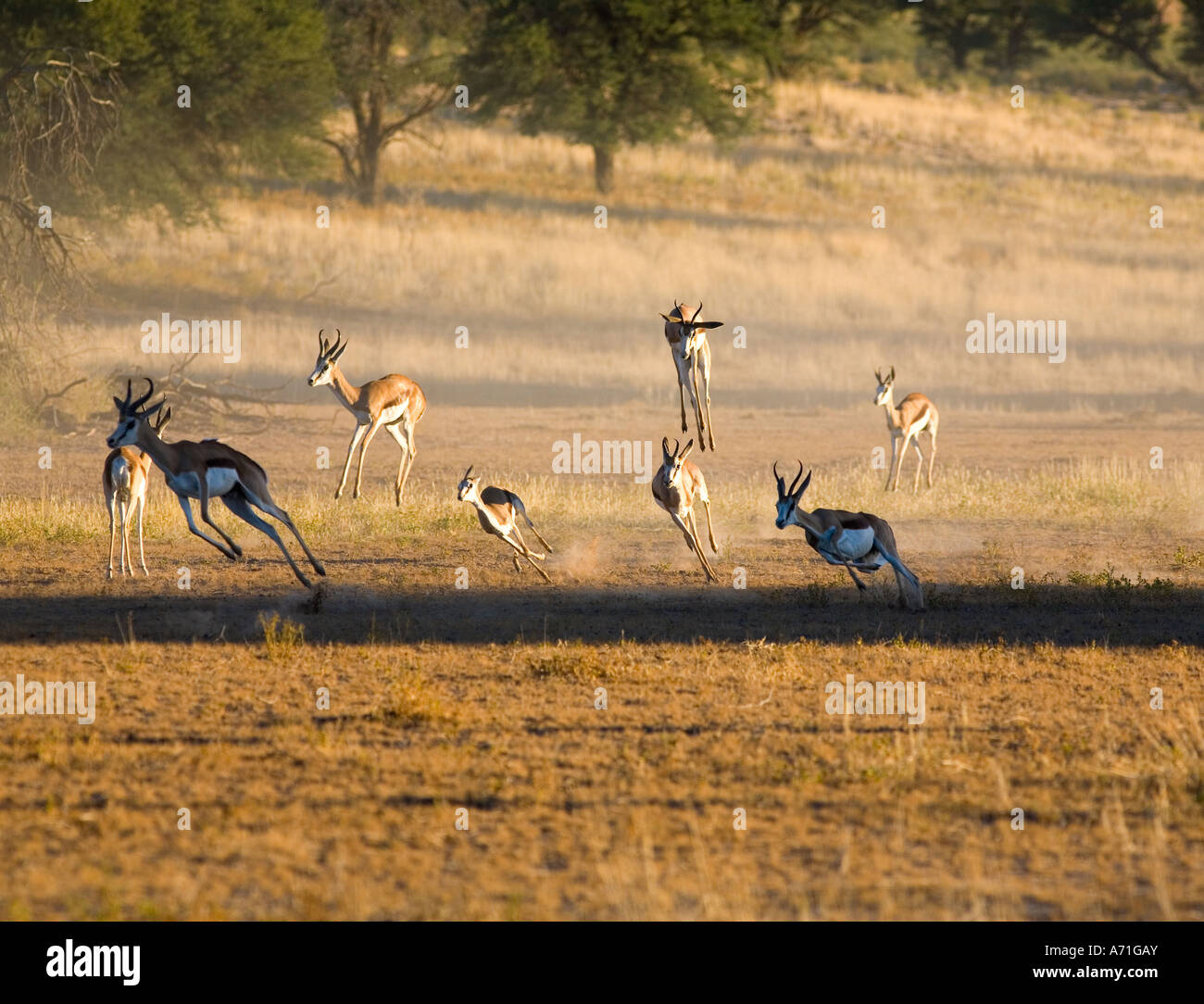 springbok group running Stock Photo Alamy
