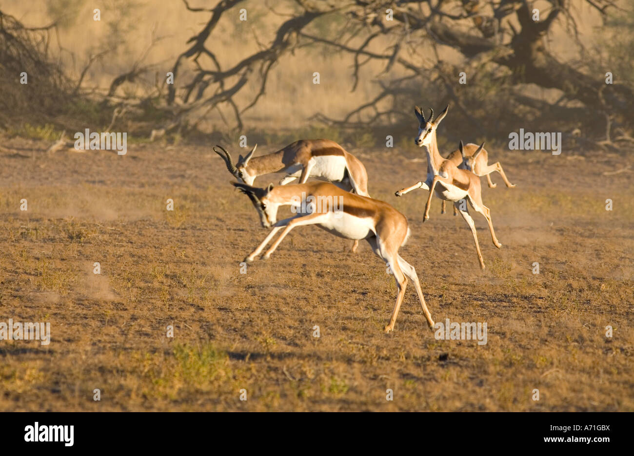 springbok group running Stock Photo Alamy