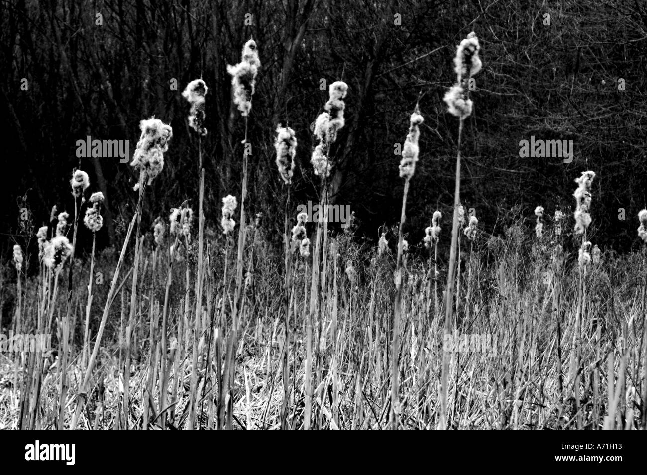 New grass from seed Black and White Stock Photos & Images - Alamy