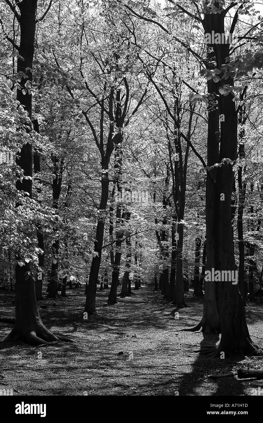 Black and white woodland scene hires stock photography and images Alamy