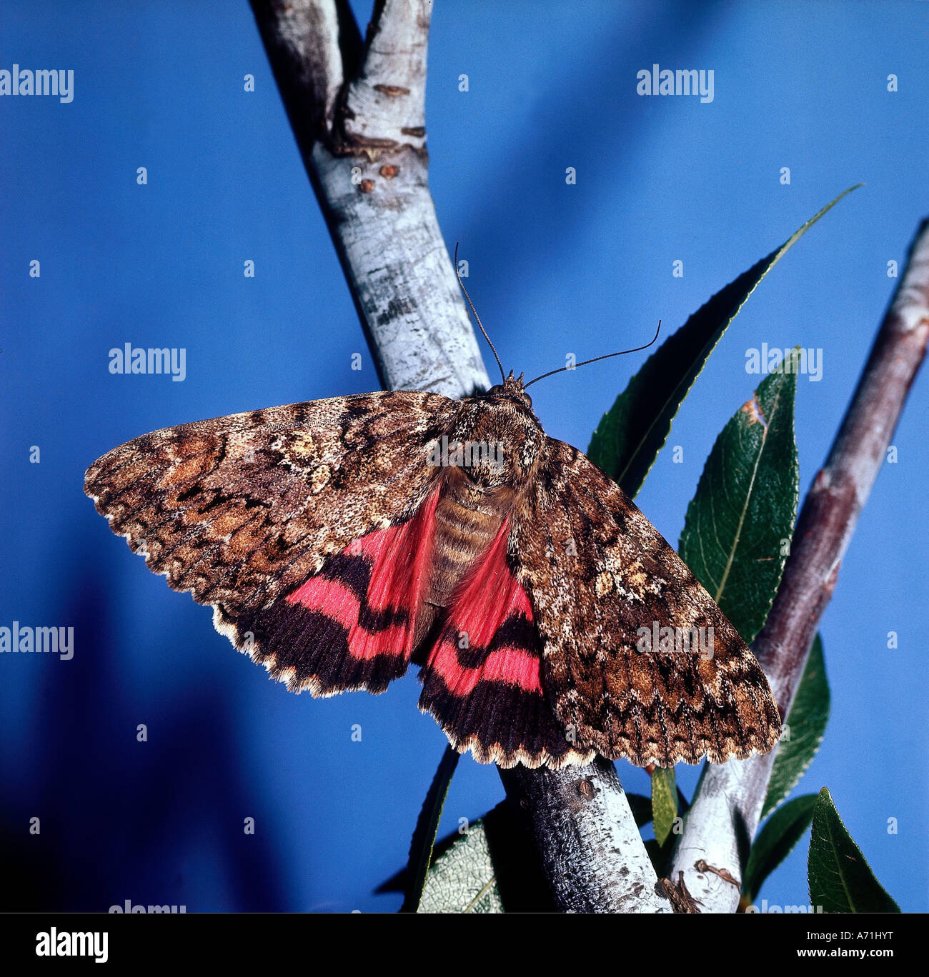 zoology / animals, insect, butterflies, Red Underwings, (Catocala nupta), at branch, wings spreading, distribution: Europe, Asia Stock Photo