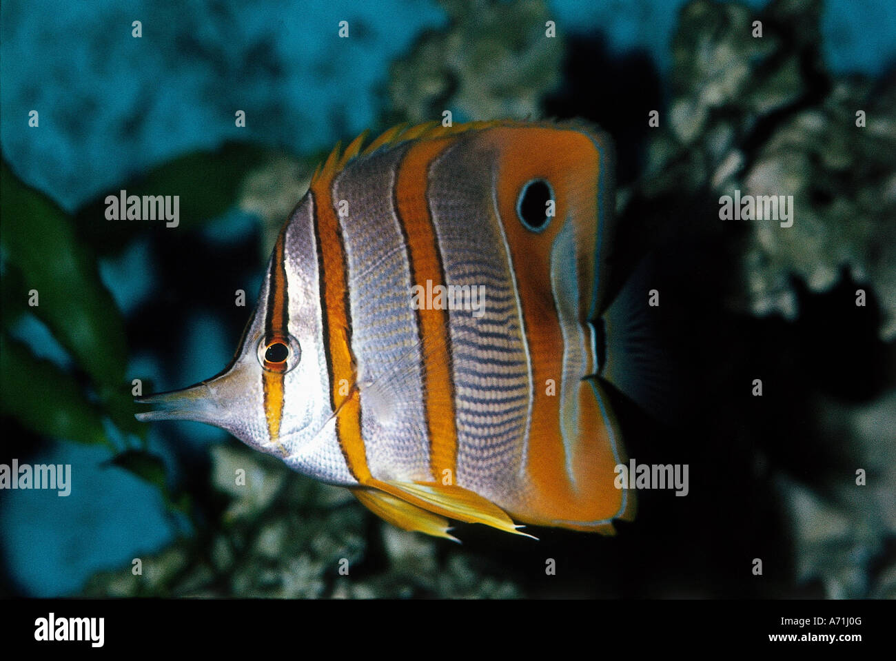 Beaked coralfish chelmon rostratus hi-res stock photography and images ...
