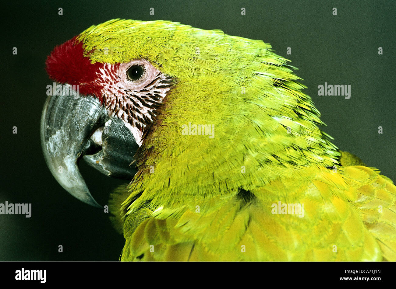 Macaws And Their Distribution In South America  