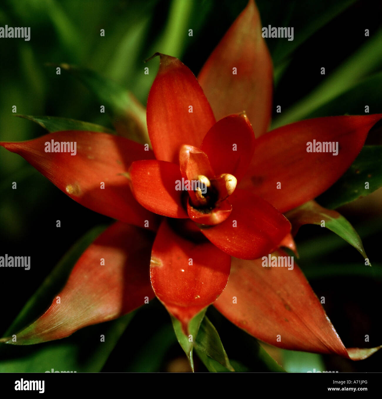 botany, Guzmania, scarlet star, (Guzmania), red blossom, detail, close-up, Bromeliaceae, Epiphyt, Stock Photo