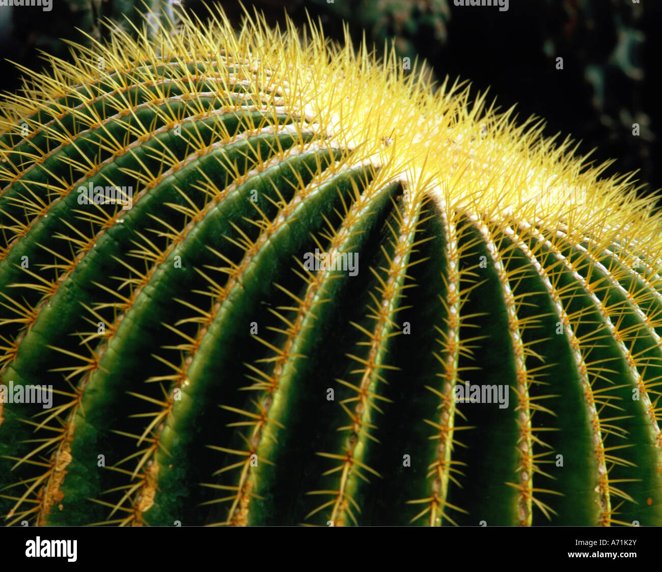 botany, cacti, (Cactaceae), Golden Barrel Cactus, (Echinicactus grusonii),  Mexico, succulent, Golden Ball, Mother-in-Law's Cushi Stock Photo - Alamy