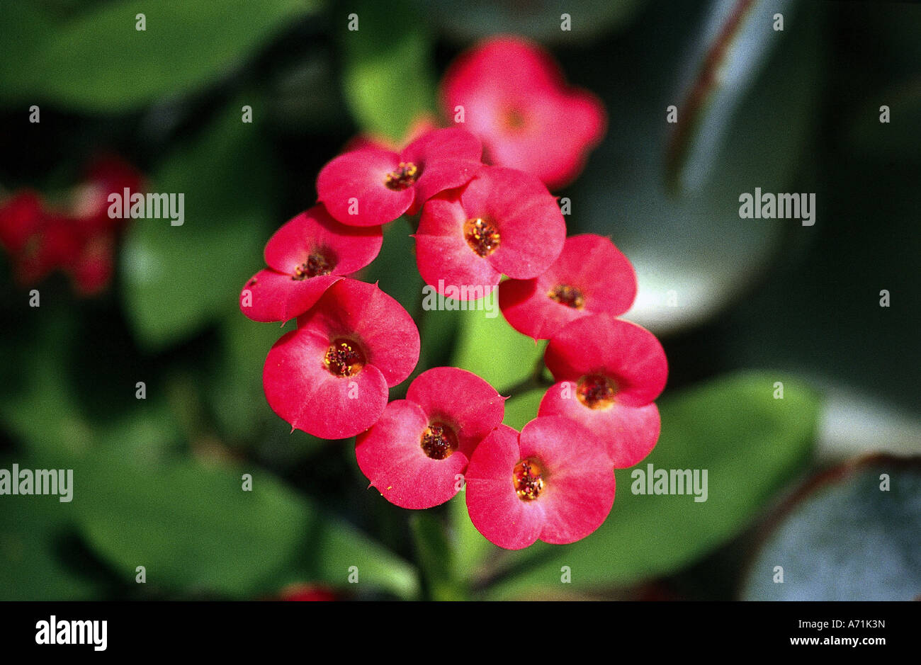 botany, Spurge, (Euphorbia), Christmas thorn, (Euphorbia milii), blossoms, ornamental plants, red, blooming, flowering, corolla, Stock Photo