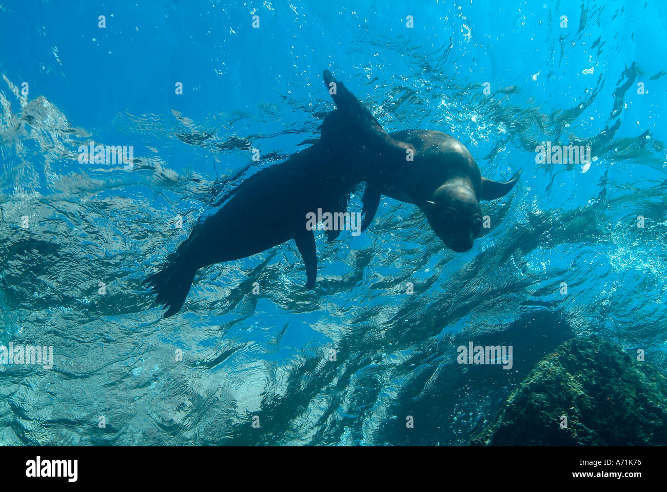 Two sea lions playing in the Sea of Cortez Stock Photo