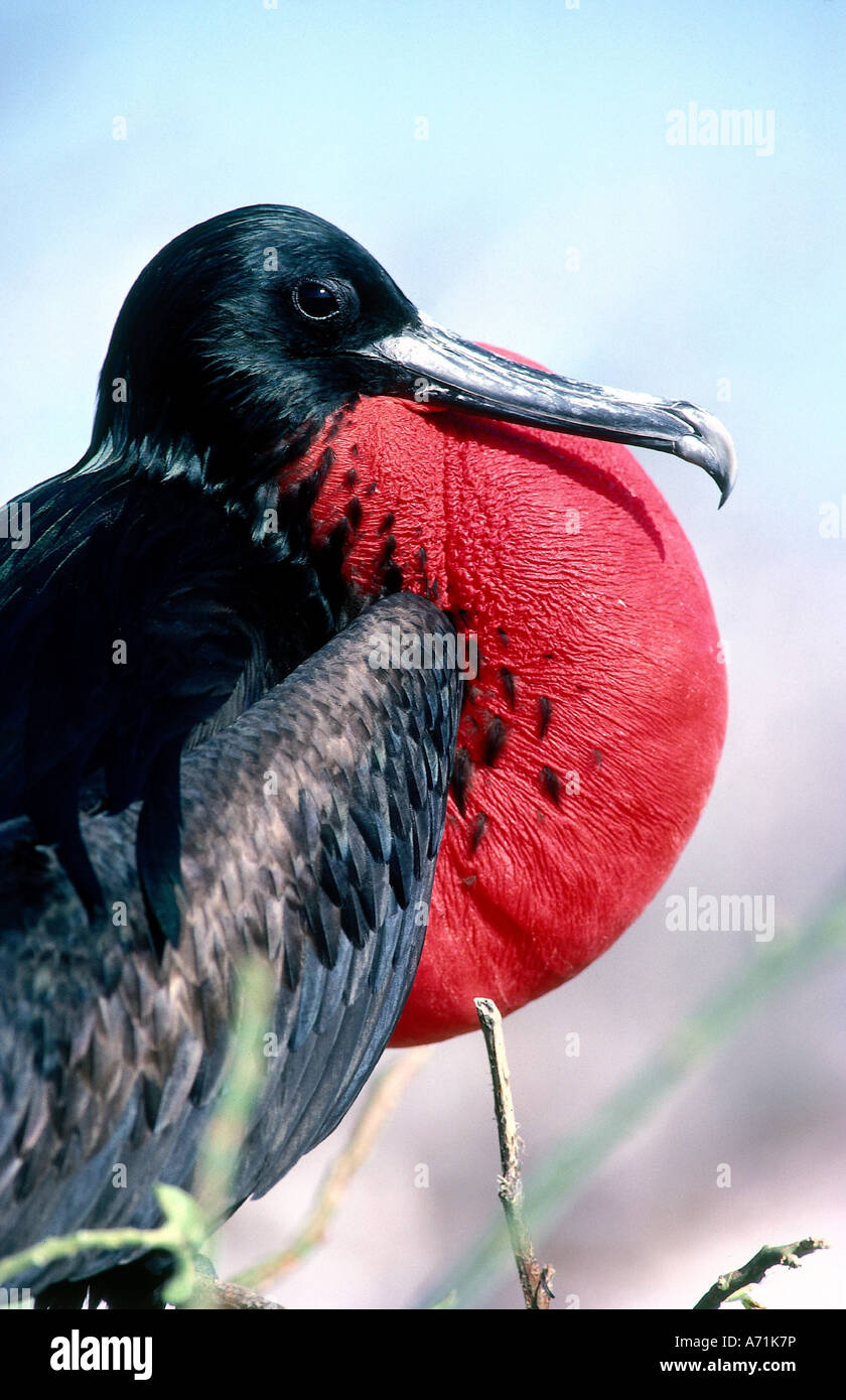 zoology / animals, avian / birds, Magnificent Frigatebird, (Fregata magnificens), male with blowed throat pouch, distribution: T Stock Photo