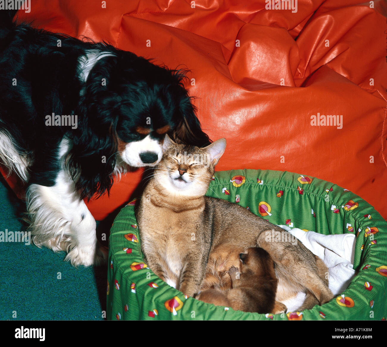 zoology / animals, mammal / mammalian, cats, (Felidae), Abyssinian cat