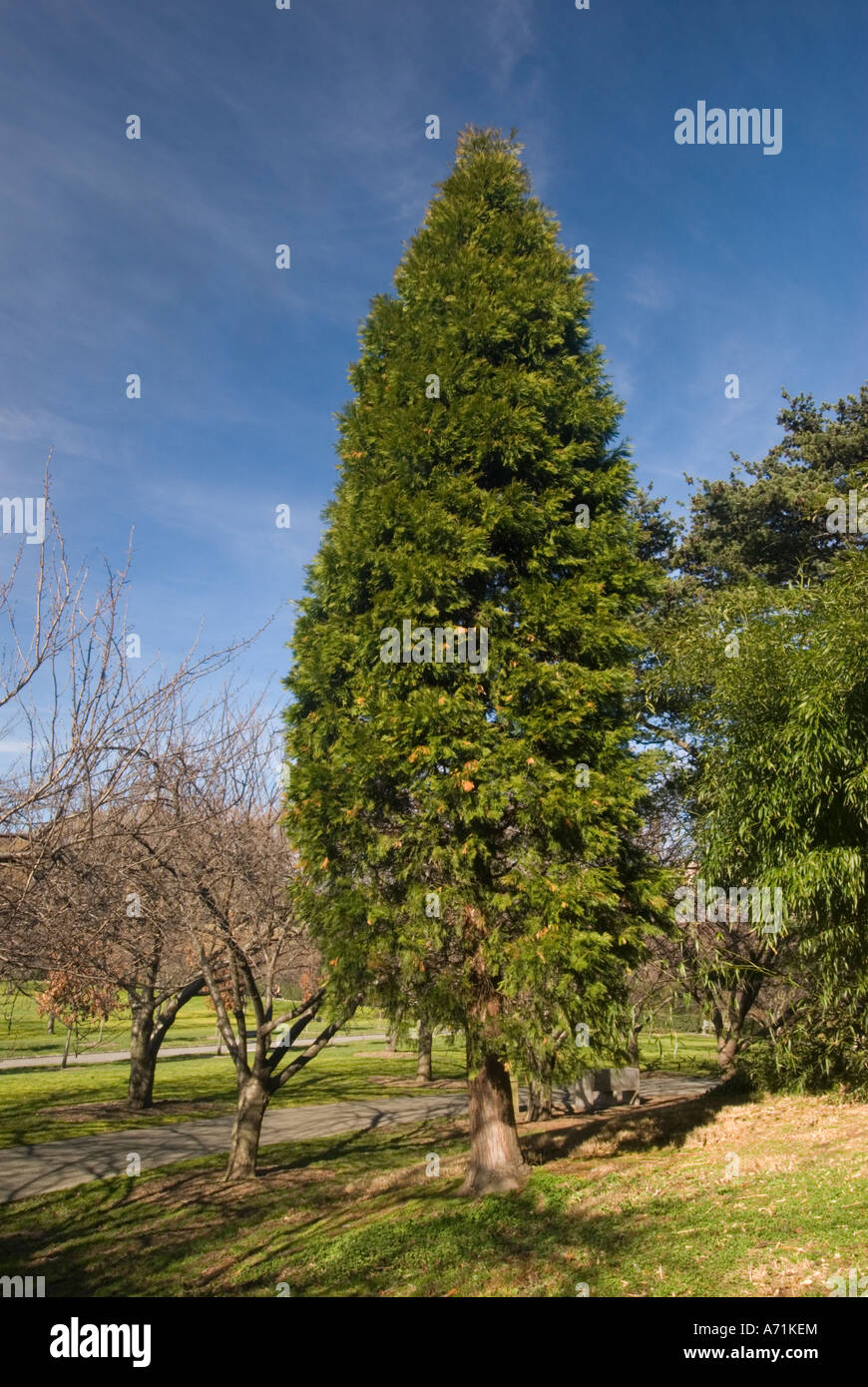 California incense cedar hires stock photography and images Alamy