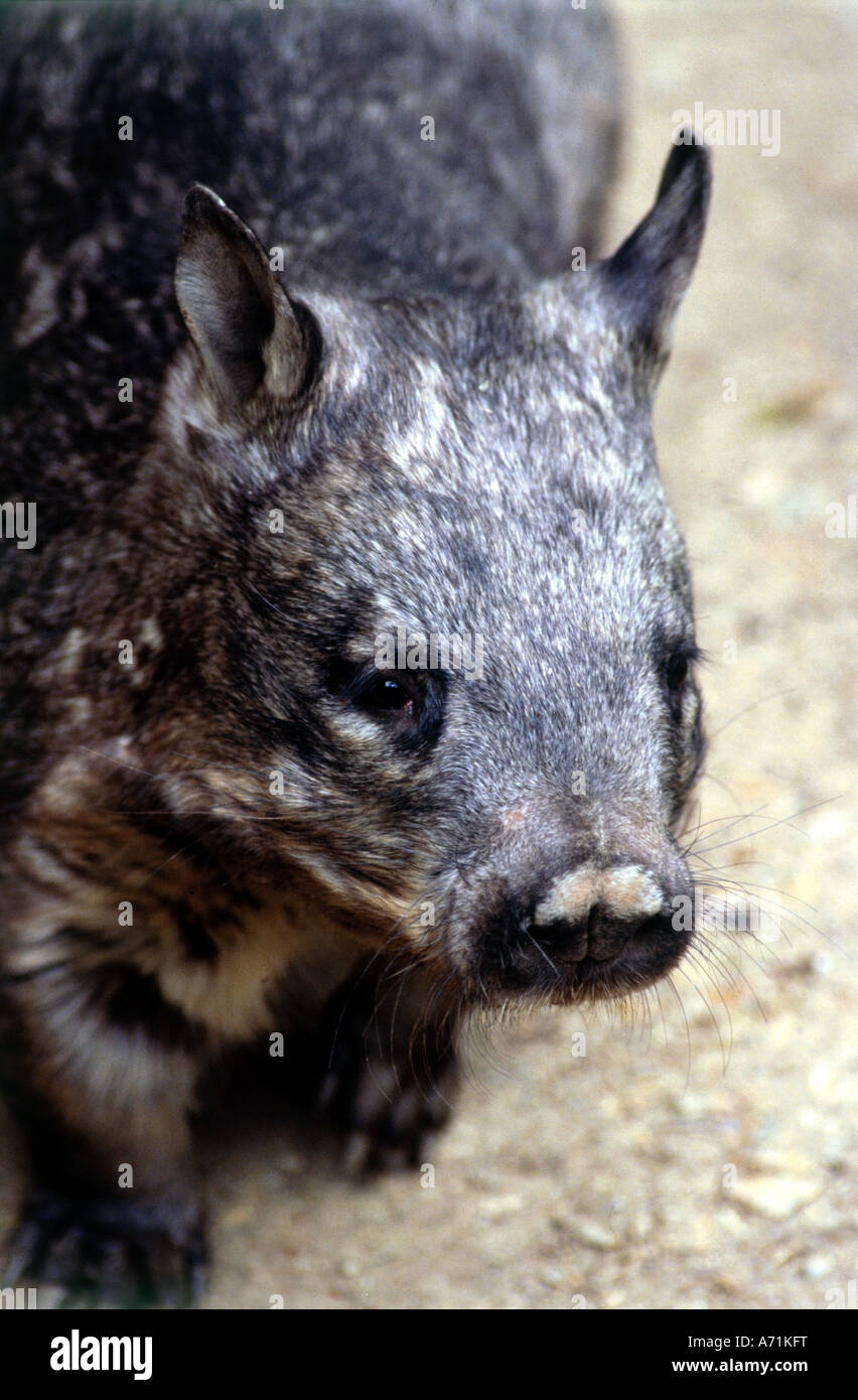 zoology / animals, mammal / mammalian, Wombat, Southern Hairy-nosed Wombat, (Lasiorhinus latifrons), distribution: Southern Aust Stock Photo