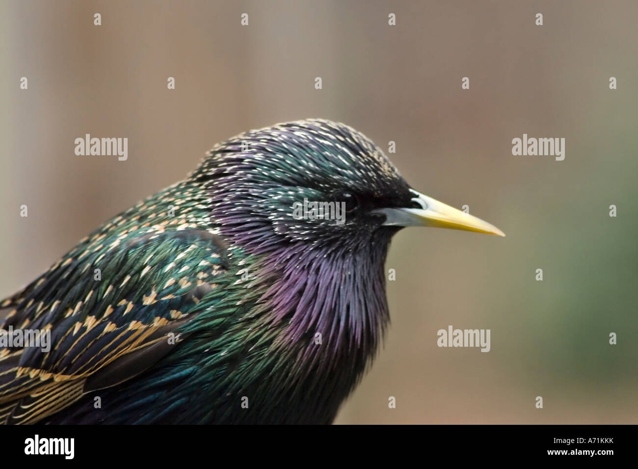 European Starling - Sturnus vulgaris Stock Photo
