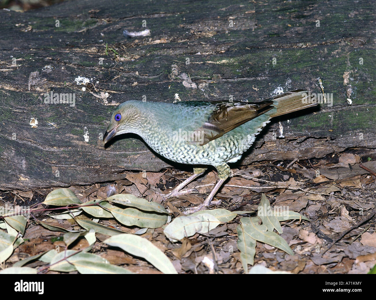 zoology / animals, avian / birds, Satin Bowerbird, (Ptilonorhynchus violaceus), female, distribution: South Eastern Australia, a Stock Photo