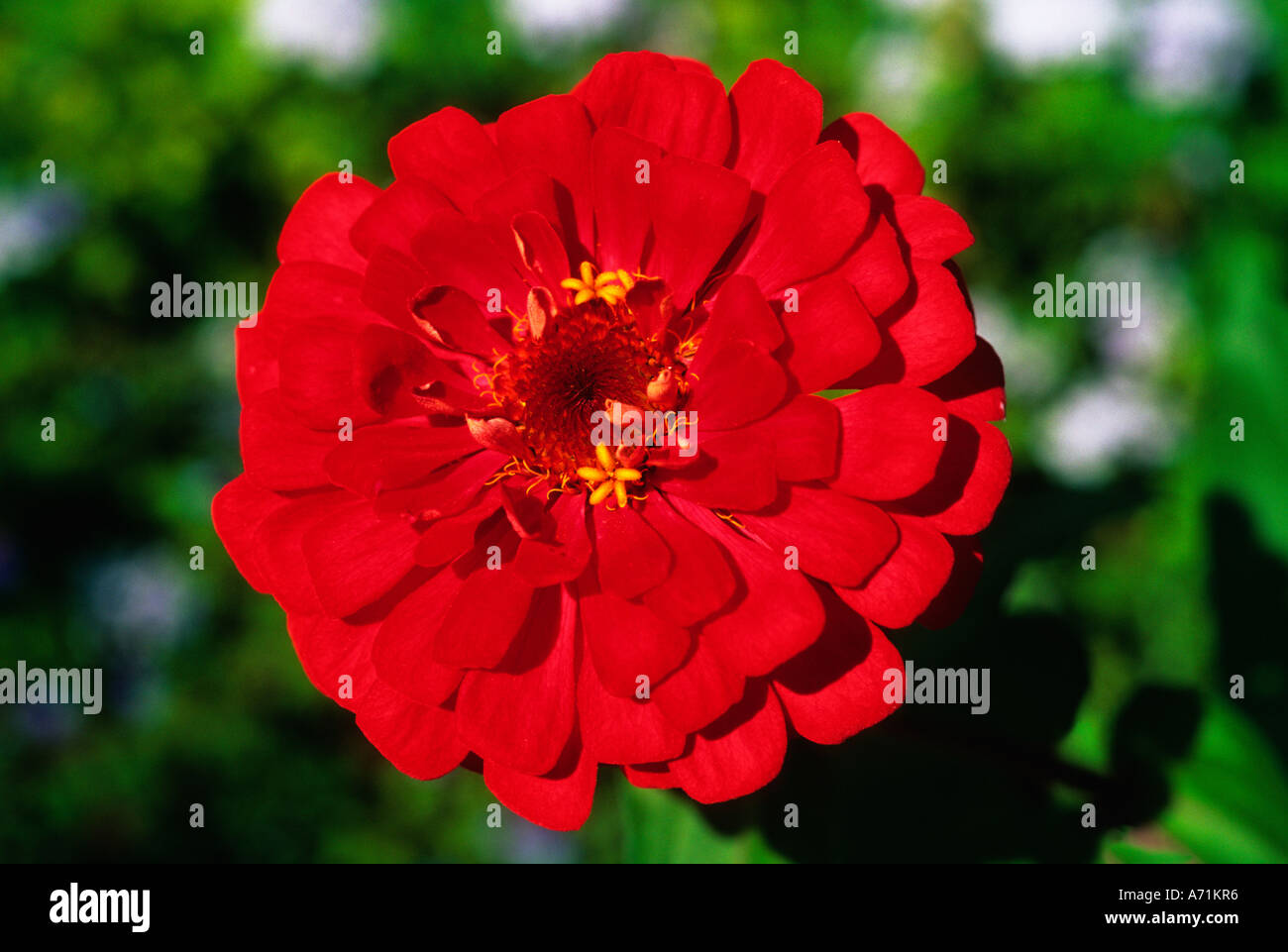 Close Up of a Red Zinnia Stock Photo