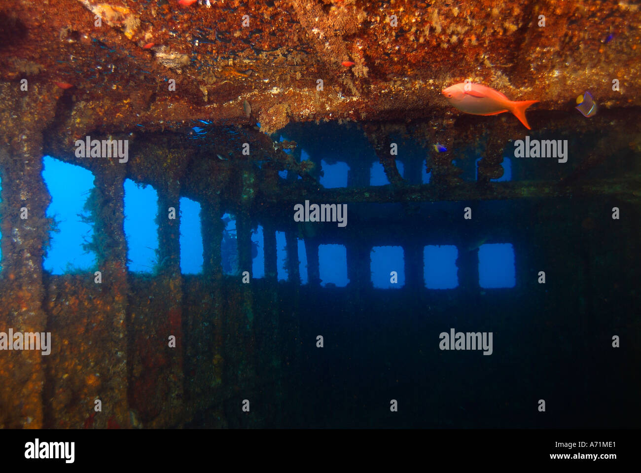Inside the Fang Ming wreck in the sea of Cortez Stock Photo