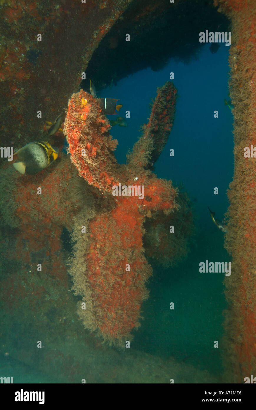 The propeller of the Fang Ming wreck in the sea of Cortez Stock Photo