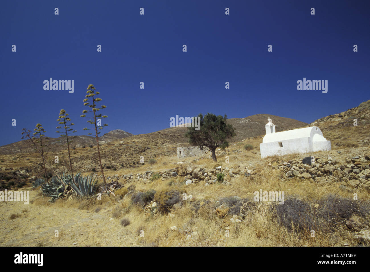 Europe, Greece, Cyclades Islands, Anafi. White chapel, olive tree and blooming agave trees Stock Photo