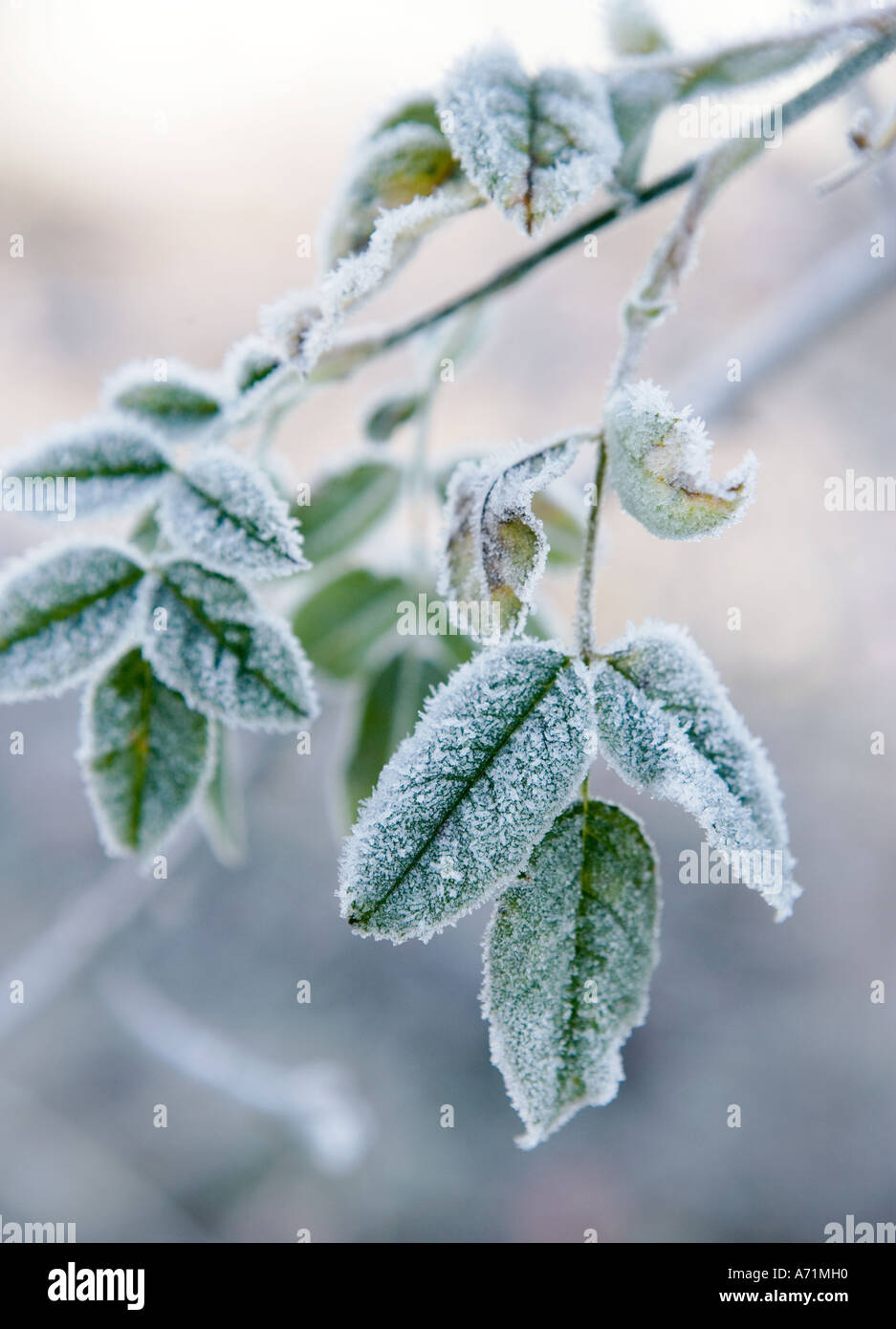 Closeup shot frosted tree hi-res stock photography and images - Alamy