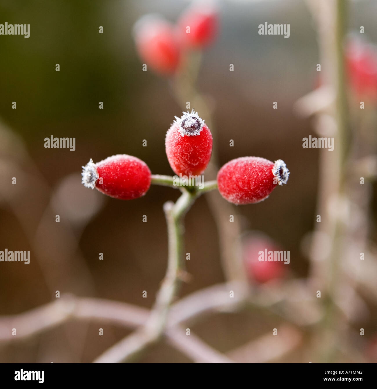 Rose hips of the Wild dog rose - shot in Winter Stock Photo