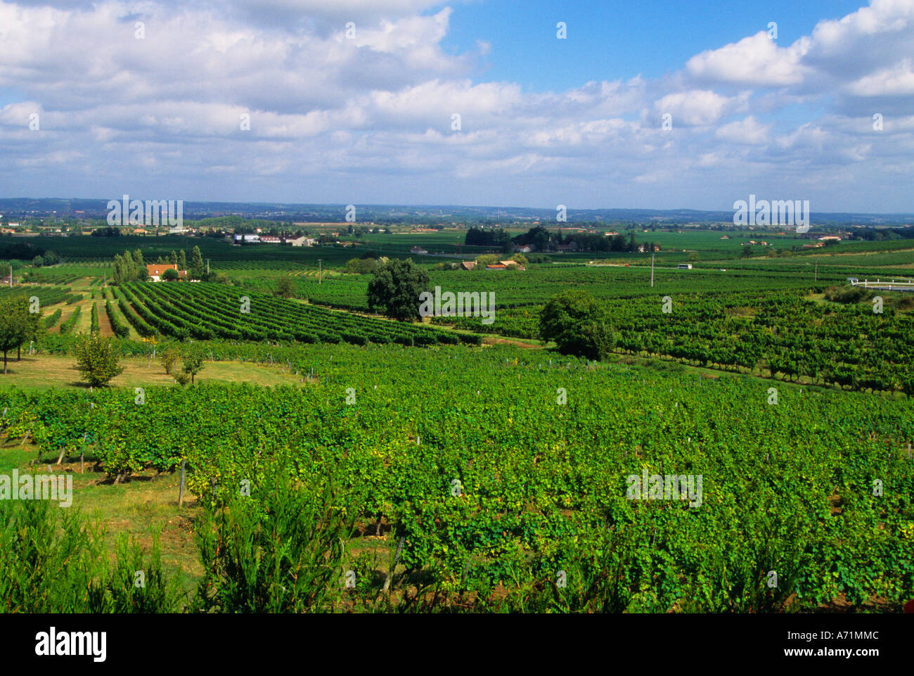 France Farmland. The Dordogne Valley Vineyards Wine Country. Growing Grapes Stock Photo