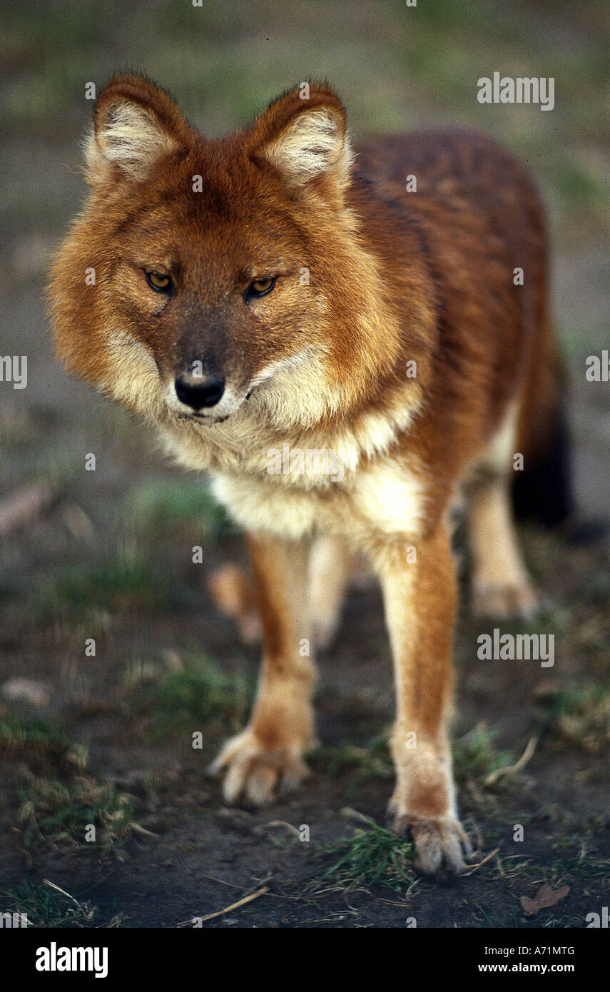 Zoology Animals Mammal Mammalian Dhole Cuon