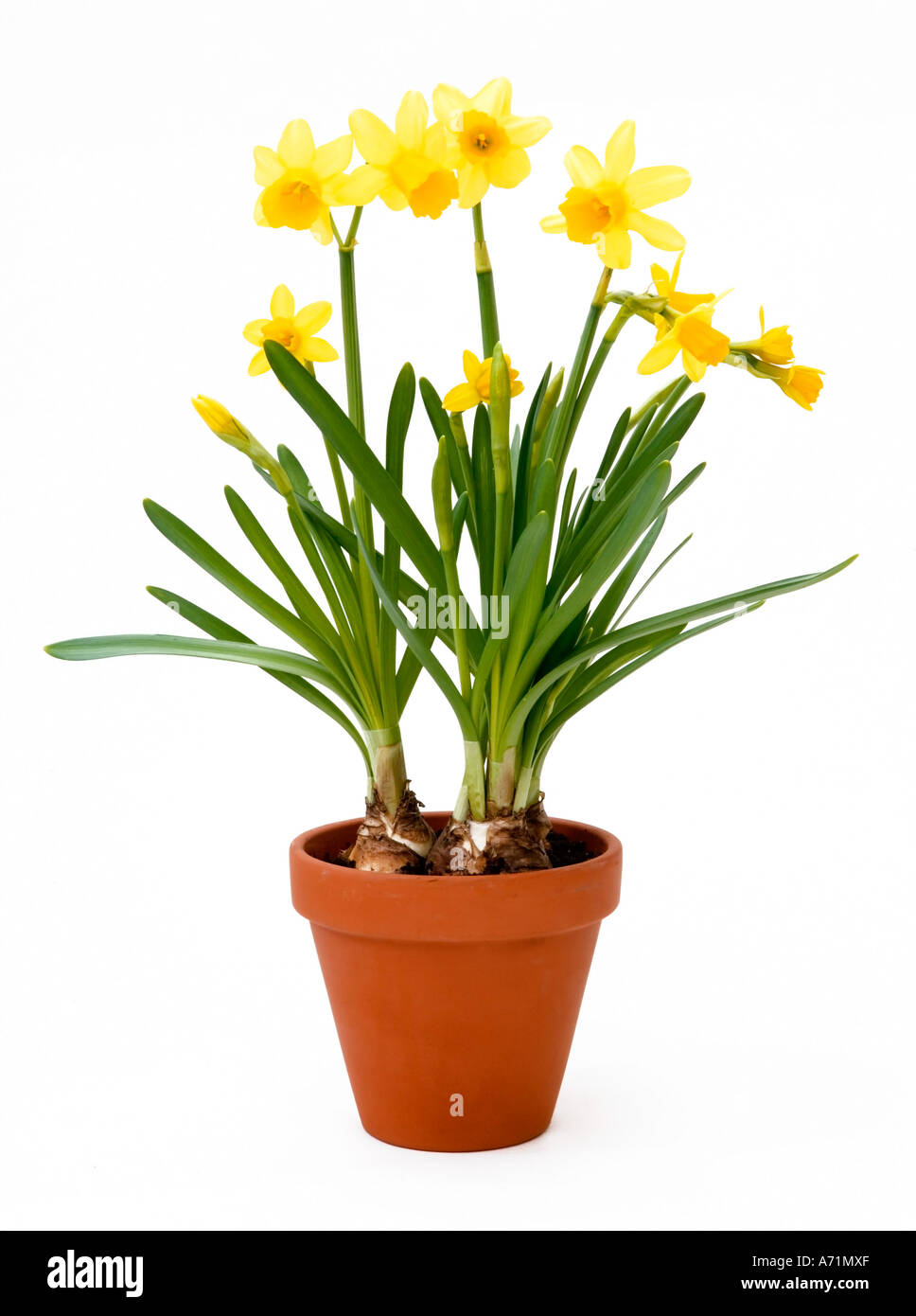 Daffodils growing in a terracotta pot shot against a white background