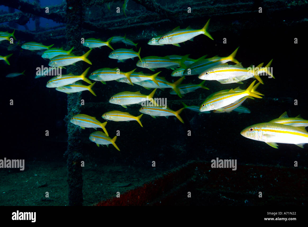 School of mexican goatfish inside the Fang Ming wreck Stock Photo