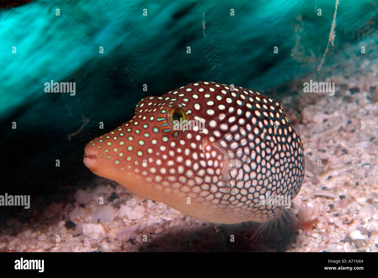 Spotted sharpnose puffer in the Sea of Cortez Stock Photo