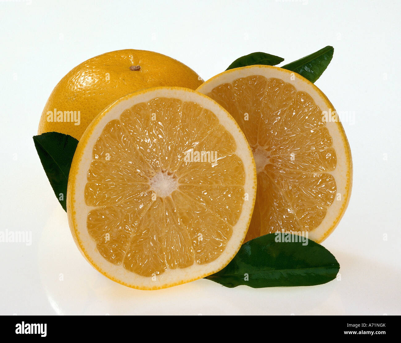 botany, grapefruit, (Citrus paradisi), grapefruits, studio shot, halved