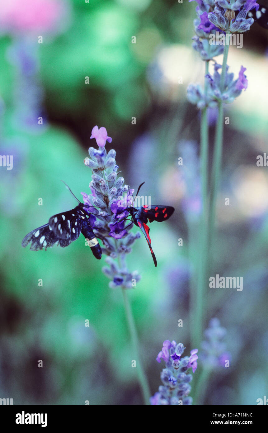 Butterfly on Lavender flower. Two butterflies, one white and one red spotted black butterflies on a Lavandula in Spoleto, Italy Stock Photo