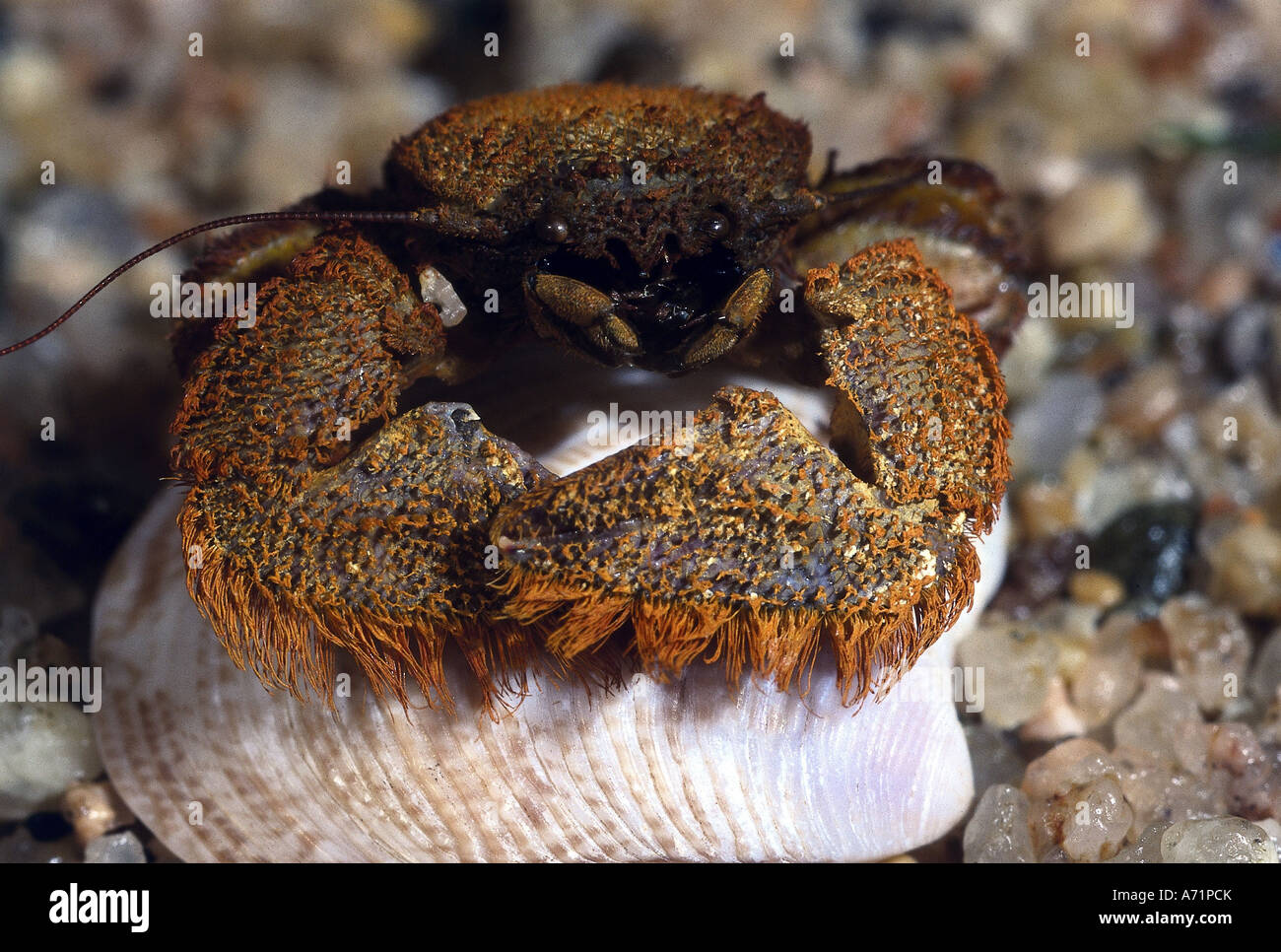 Mussel distribution hi-res stock photography and images - Alamy