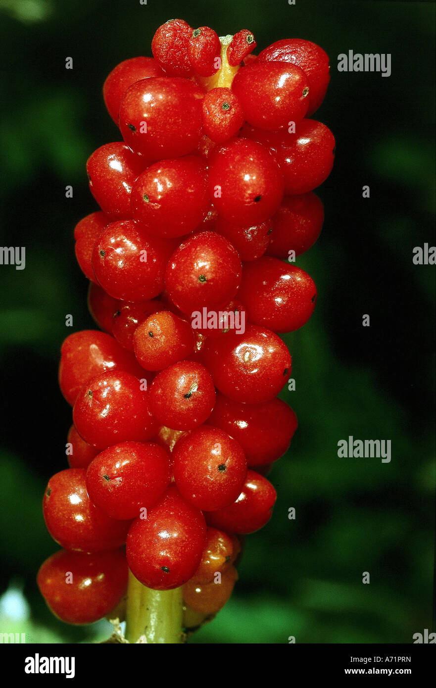 botany, Lord and Ladies, (Arum italicum), fruit, red, mellow, stem, Cuckoo pint, Araceae, Arecidae, Arales, Stock Photo