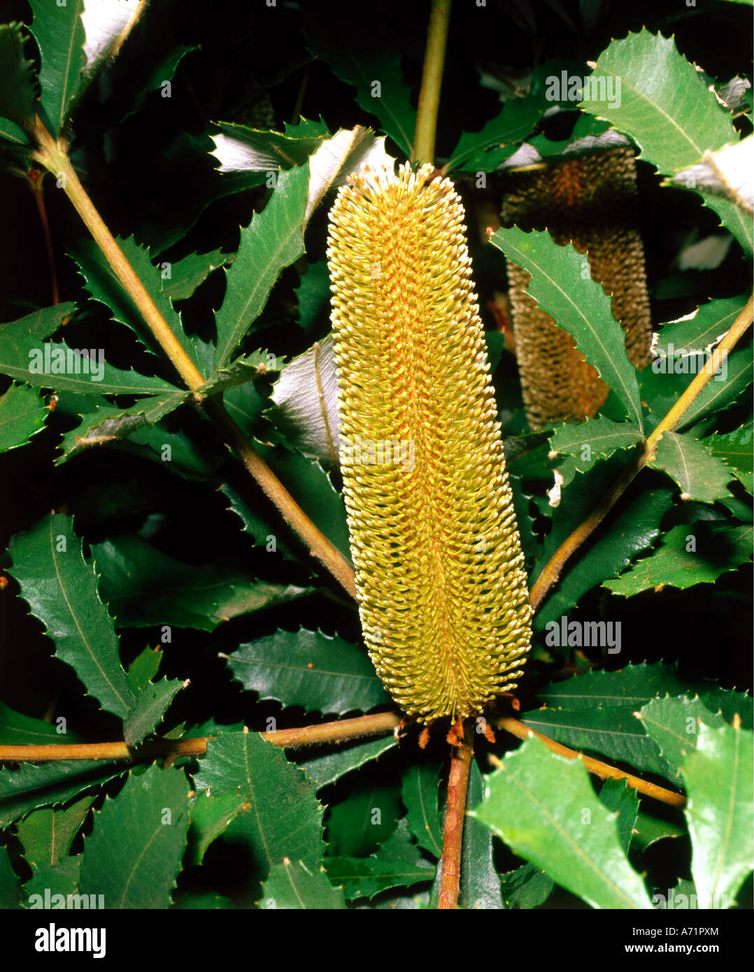 botany, Banksia, Banksia conferta, blossom, at branch, blooming, leaves, Proteales, Proteaceae, yellow, flowering, Rosidae, dist Stock Photo